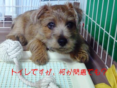 トイレですが何か？