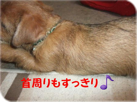 首周りもきれいで首輪が見える