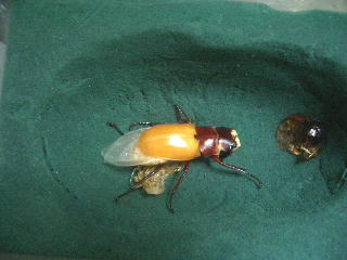 まだ角が・・・・