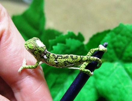 グラシリスベビーA