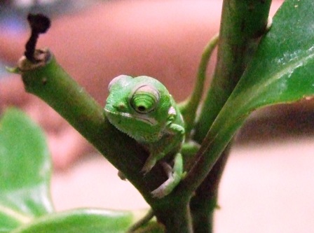 グラシリスベビーＢ