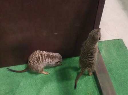 ミーアキャット