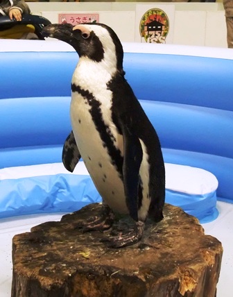ペンギン