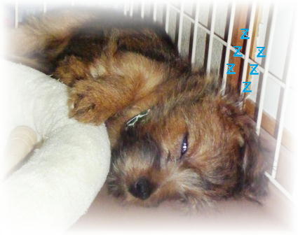 やっぱ寝てるし･･･