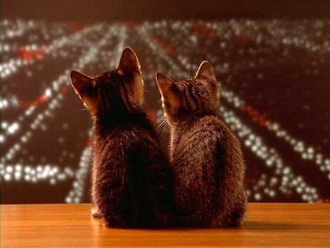夜景と二匹の猫