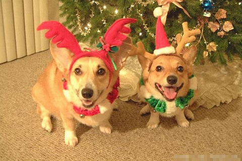 二匹のクリスマス犬