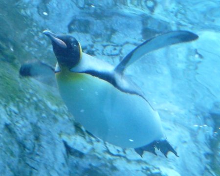 penguin