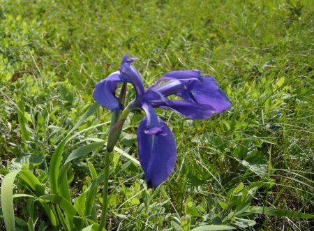 原生花園08