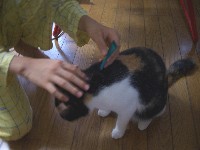 フロントラインつける