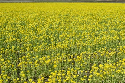 菜の花