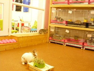 うさぎカフェ
