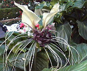 ブラックキャットの花