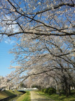 川沿いの桜