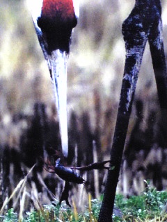 ザ、ザリガニ！？