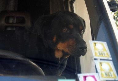 大きな黒い犬