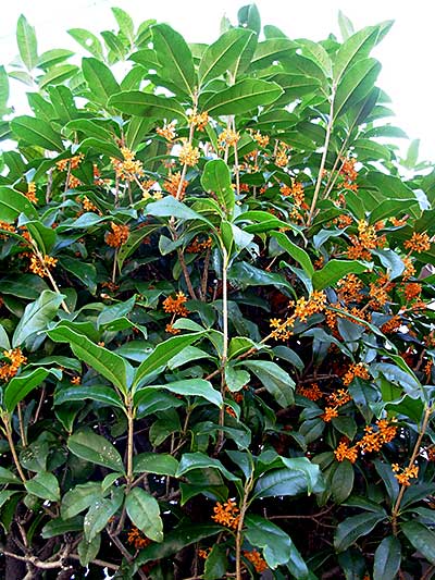 そして今年のプロ野球の覇者となるのだ！