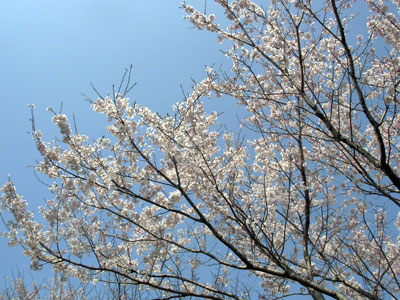 桜 2010 3/22