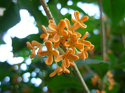 そしてクライマックス・シリーズは中日に絶対勝つ！