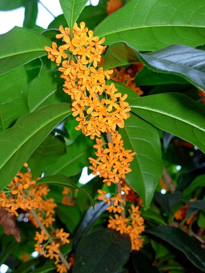 当然ながらクライマックス・シリーズは読売にも絶対勝つ！