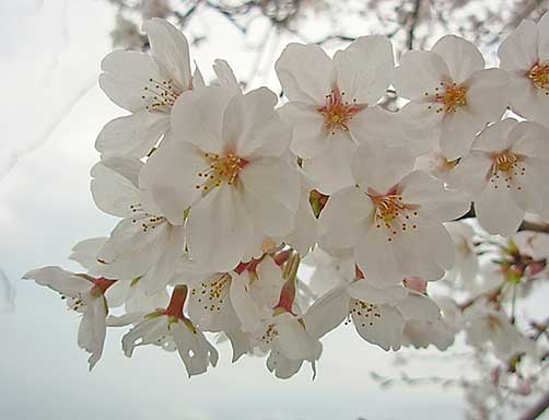 sakura