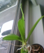 胡蝶蘭伸びたよ