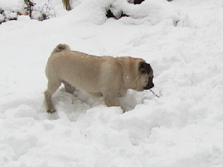 初めての雪に大興奮！