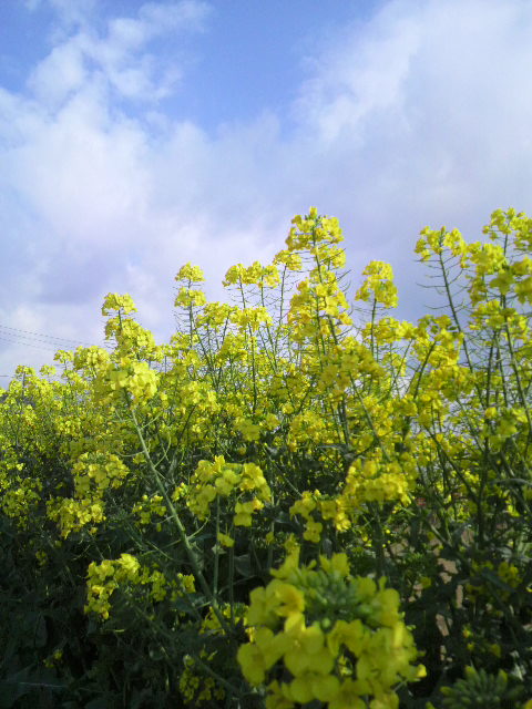 菜の花・１