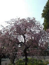 上野の桜・２