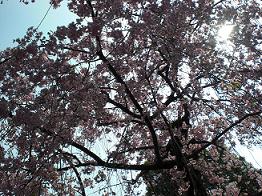 上野の桜・３