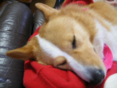 ルルぐっすり.JPG