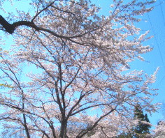 sakura1.gif