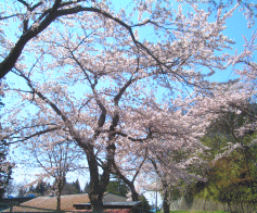 sakura2.gif