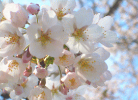 sakura6.gif