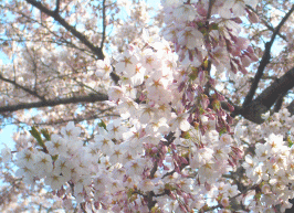 sakura9.gif