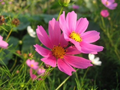 img0aebe029tvemuoきつねコスモス.jpg