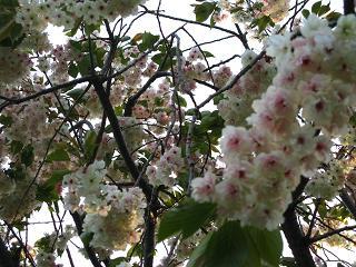 函館の桜