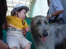 Irish wolf hound.jpg