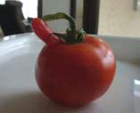 Tomatos_1.jpg