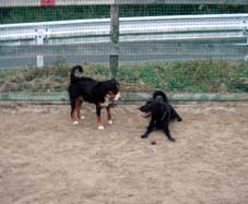 dog run_say hello.jpg