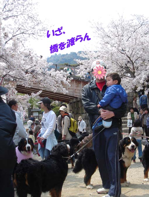 cherry‐blossom viewing at Kintaikyo_3.jpg