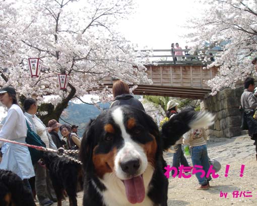 cherry‐blossom viewing at Kintaikyo_4.jpg