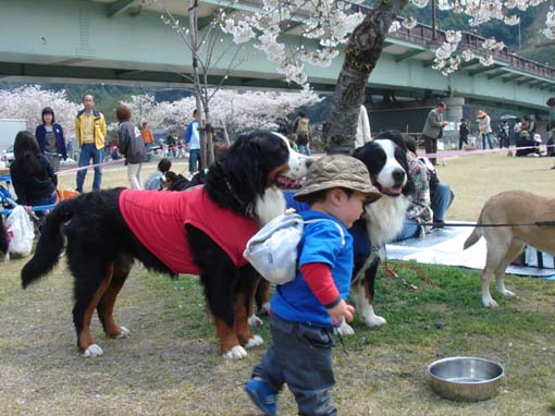 cherry‐blossom viewing at Kintaikyo_6.jpg