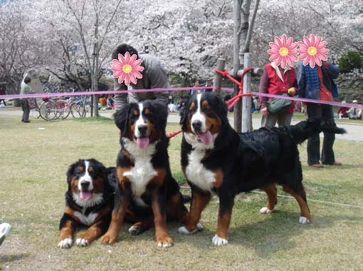 cherry‐blossom viewing at Kintaikyo_7.jpg