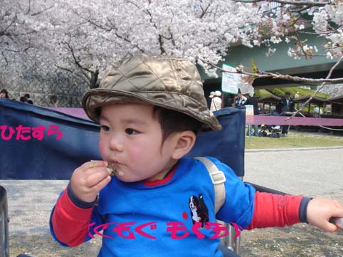 cherry‐blossom viewing at Kintaikyo_9.jpg