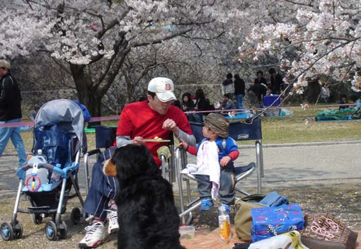 cherry‐blossom viewing at Kintaikyo_11.jpg