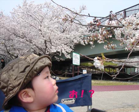 cherry‐blossom viewing at Kintaikyo_12.jpg