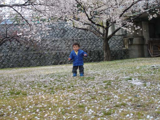 cherry‐blossom viewing at Kintaikyo_16.jpg