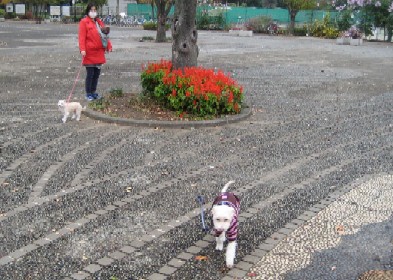 武蔵野中央公園