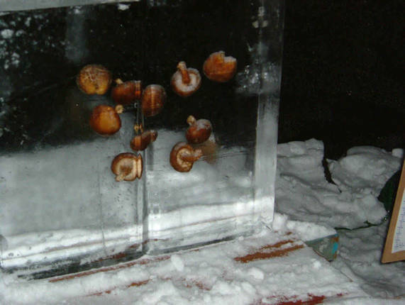 氷柱のしいたけ・・・