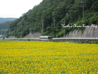 ひまわりと電車